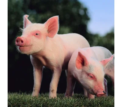 Boar Semen Evaluation guide with SFT Veterinary standards, CASA system, Sperm Motility, Sperm Morphology, and Built-in heating stage for boar breeding soundness examination